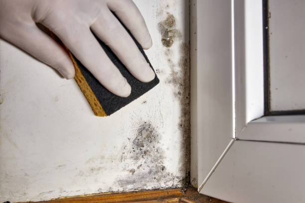 Asbestos and Lead Testing During Mold Inspection in Baldwin, MI